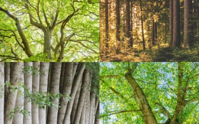 Differences Between Beech, Ash, Poplar, and Limewood