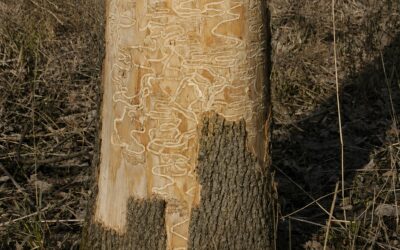 Ash Dieback